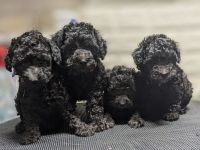 Toypudel Welpen schwarz, silber, dunkelbraun, fawn, mit Papieren, Premium Aufzucht