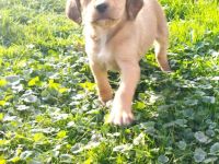 Labrador Mix Welpen