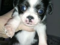 ALLE Meine Lieblinge sind reserviert! Neuer Wurf im Herbst 2025 in Planung!!