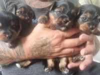 Yorkshire Terrier Welpen