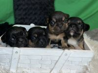 Französische Bulldoggen Welpen mit Näschen und Ahnentafel