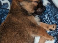 Chihuahua mix welpen