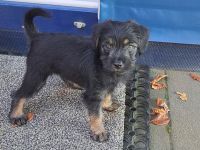 Drei süße Nackthunde Schopfhundwelpen suchen eine liebevolle Familie