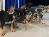 Französische Bulldoggen Welpen mit Stammbaum / Black Merle Tan / Isabella Merle Tan / Black Tan