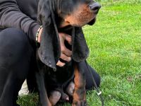 Coonhound Black and Tan