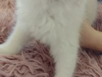 Zuckersüße typvolle Ragdoll Kitten