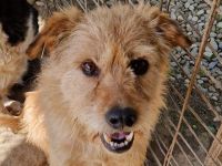 LINDI  ca. 5-jährige, goldfarbene Drahthaar-Hündin, ca. 49 cm, hat eine ruhige, sanfte Art