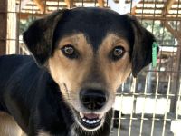 RIBANA   ca. 1 1/2-jährige, quirlige Hündin, ca. 50 cm, eine wahre Frohnatur auf vier Beinen