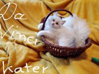 Ragdolls kitten mit Stammbaum vom Sonnentanz