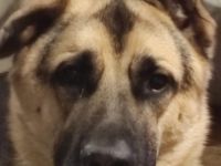 Biete einen Hund Mischling Rüde