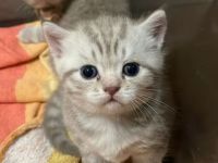 Bkh kitten baby abzugeben