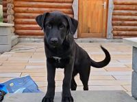 Zauberhafte Hundewelpen (Idealer Mix) suchen ein liebevolles Zuhause!