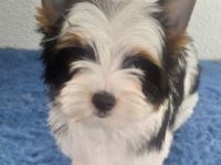 Biewer Yorkshire Terrier Welpen FCI