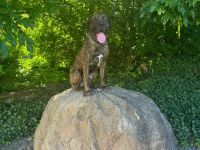 Amon sucht ein neues zu Haue