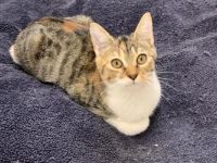 Hayden, Harvey und Haustin, Geschwister mit kleinem Handicap