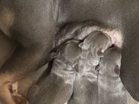 Französische Bulldogge Welpen
