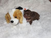 Chihuahua Langhaar Welpe sucht ein neues Zuhause