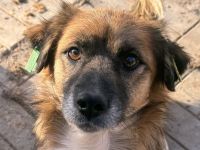 ENNIO  ca.2-jähriger, kleiner,zuckersüßer Rüde, ca. 30 cm, neugieriger, freundlicher, aktiver Rüde