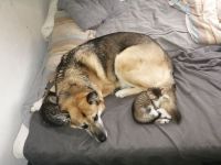 Zucker Süße KatzenBabys