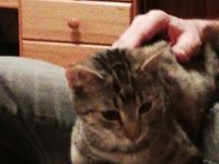 Suche kleinen Katzenjungen Kitten