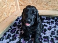 Flat- Coated Retriever Welpe noch frei