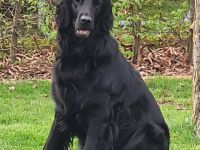 Flat- Coated Retriever Vorausschau