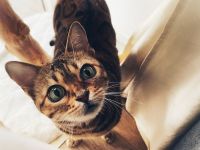 Bengaldame sucht liebevolles zu Hause