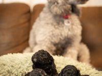 Reinrassige Kleinpudel Welpen in Silbergrau