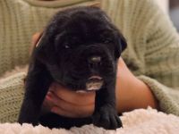 Cane Corso Welpen ab 12.12 abzugeben.
