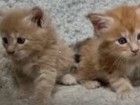 Katzenbabys abzugeben