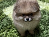 Zwergspitz Welpe mit Ahnentafel