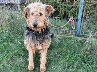 Schmusebär Emil sucht ein Wohlfühlzuhause!