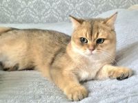 BKH Kitten mit Stammbaum