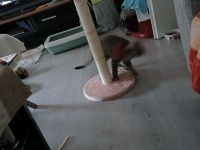 Ragdoll-Mix,  Kater 3,5 Monate