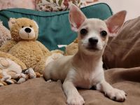 Süße kurzhar mädchen Chihuahua Welpe von den Saint Simon Origins!