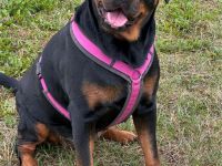 3 Jahre alte Rottweiler Hündin zu verkaufen!