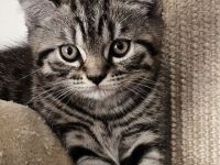 BKH Kitten mit Stammbaum abgabebereit