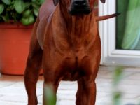 Rhodesian Ridgeback Deckrüde Ridgefest!