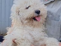 Beautiful Pedigree Male White Hungarian Puli Puppy