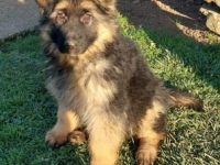 Deutscher Schäferhund Welpe mit SV - Papieren