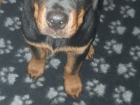 Rottweiler Welpe 12 Wochen