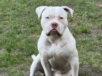American Bully Hündin