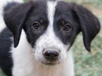 Daryl, geb. ca. 05/2024, lebt in GRIECHENLAND, auf einer privaten Pflegestelle