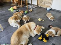 Akita Inu Welpen Nihon no hana