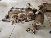 Akita Inu Welpen Nihon no hana