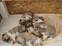 Akita Inu Welpen Nihon no hana