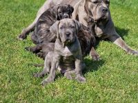 6 wunderschöne Cane Corso Welpen abzugeben