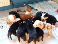 Bulldogge - Mini Australien Shepherd Welpen