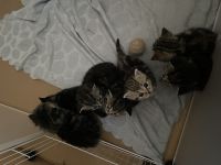 Süße BKH kitten Berlin