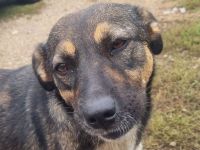 CLIO ca. 3-jährige, liebe, menschen bezogene Hündin, ca. 48 cm, eine wunderbare Schmusebacke